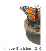 #210 Photograph Of A Butterfly On A Nest