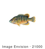 #21000 Clipart Image Illustration Of A Green Sunfish (Lepomis Cyanellus)
