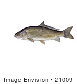 #21009 Clipart Image Illustration Of A Black Buffalo Fish (Ictiobus Niger)