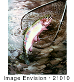#21010 Clipart Image Illustration Of A Golden Trout In A Fishing Net