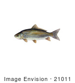 #21011 Clipart Image Illustration Of A Bigmouth Buffalo Fish (Ictiobus Cyprinellus)