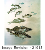 #21013 Clipart Image Illustration Of Walleye Yellow Perch And Pike Fish Swimming Together