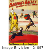 #21097 Stock Photography Of The Marvelous Foot-Ball Dogs And A Clown Performing In The Barnum And Bailey Circus