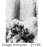 #21190 Stock Photography Of Lillian Russell Lying And Resting Her Head On A Tiger Skin 1893