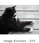 #215 Photograph Of A Tuxedo Cat Lying On A Porch