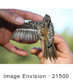 #21500 Stock Photography Of A Hand Inspecting The Wing Of A Brown Creeper Bird (Certhia Americana)