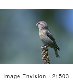 #21503 Stock Photography Of A Red Crossbill (Loxia Curvirostra) Bird Perched