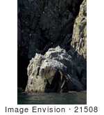 #21508 Stock Photography Of Birds Nesting On Coastal Rocks At Big Koniuji Shumagin Islands Alaska