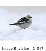 #21517 Stock Photography Of A Snow Bunting Bird (Plectrophenax Nivalis) In The Snow