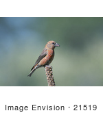 #21519 Stock Photography Of A Red Crossbill Bird (Loxia Curvirostra) Deschutes National Forest Oregon