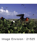 #21525 Stock Photography Of Frigatebirds With Inflated Red Gula Throat Pouches At Johnston Island National Wildlife Refuge Honolulu Hawaii