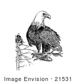 #21531 Stock Photography Of An American Bald Eagles (Haliaeetus Leucocephalus)