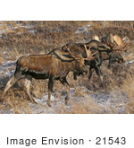 #21543 Wildlife Stock Photography Of A Pair Of Bull Moose (Alces Alces) In Chugach State Park Alaska