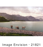 #21821 Historical Stock Photography Of Cattle Wading In The Water Derwent Water Lake District England