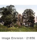 #21856 Historical Stock Photography Of Cattle Grazing In Front Of The Ruins Of Kirkoswald Castle Kirkoswald Cumbria England