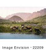 #22209 Historical Stock Photography Of Cows Drinking From A Lake Near A Green Pasture And Mountains In England