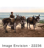 #22236 Historical Stock Photography Of A Little Boy By Saddled Donkeys Waiting For A Job And Standing On A Beach In England
