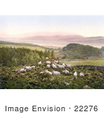 #22276 Historical Stock Photography Of Sheep Grazing In A Hilly Pasture Near A Lake In England