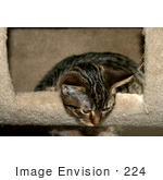 #224 Image Of A Tabby Cat In A Cat Tree