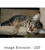 #225 Image Of A Tabby Cat In A Cat Tree