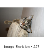 #227 Image Of A Tabby Cat On A Cat Perch