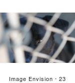 #23 Closeup Picture Of A Caged Dog