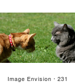 #231 Image Of Two Cats
