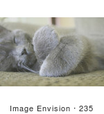 #235 Image Of A Gray Cat Sleeping With His Paws Crossed