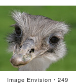 #249 Picture Of A Rhea Bird