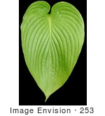 #253 Picture Of A Plant Leaf