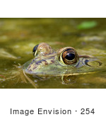 #254 Picture Of A Frog In A Pond