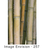 #257 Picture Of Bamboo Stalks
