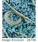 #26736 Stock Photography Of A Micrograph Of Salmonella Enteritidis Cells