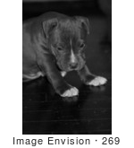 #269 Picture Of A Pit Bull Puppy Dog