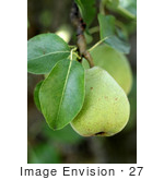 #27 Picture Of A Pear In A Tree