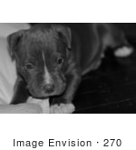 #270 Black And White Picture Of Gray Pit-Bull Dog