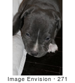 #271 Picture Of A Pit Bull Puppy