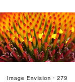 #279 Macro Picture of Magnus Coneflower, Latin: Echinacea purpurea by Kenny Adams