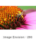 #280 Bee Pollination On A Purple Magnus Coneflower