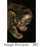 #287 Picture Of A Tabby Kitten