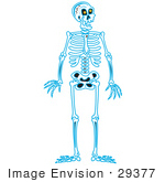 #29377 Royalty-Free Cartoon Clip Art Of A Blue Human Skeleton Standing Upright
