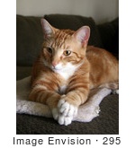 #295 Image Of A Curious Orange Cat