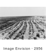 #2956 Agriculture Dust Bowl Texas
