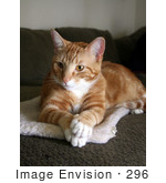 #296 Photo Of An Orange Cat With Paws Crossed