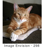 #298 Photo Of An Orange Cat Sitting With His Paws Crossed
