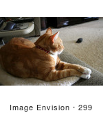 #299 Photo Of An Orange Cat Resting With His Paws Crossed