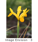 #3 Flower Picture of a Yellow Iris by Kenny Adams