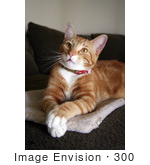 #300 Photo Of An Orange Cat Resting With His Paws Crossed
