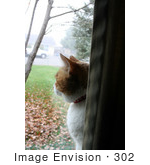 #302 Photo Of A Calico Cat Looking Out Through A Window