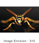 #310 Picture Of A Yellow And Black Wasp